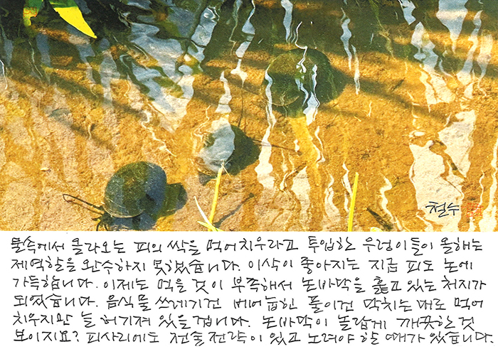 - 피사리에도 전술 전략이 있고...