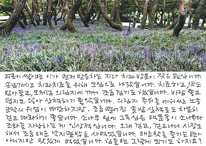 - 맥문동이 소나무와 조화를...