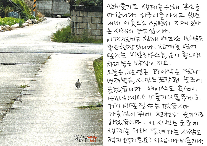 - 산비둘기도 생계를 위해...