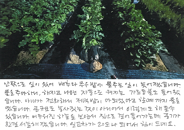- 배추와 무우에 물을...